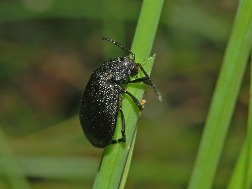 Un coleottero tutto nero - Galeruca sp.